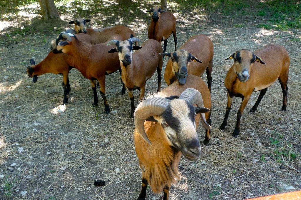 Le Mas de la Chouette Saint-Rémy-de-Provence Extérieur photo